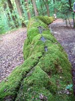 Bild (35)
