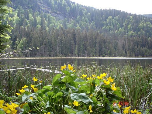 seerosen